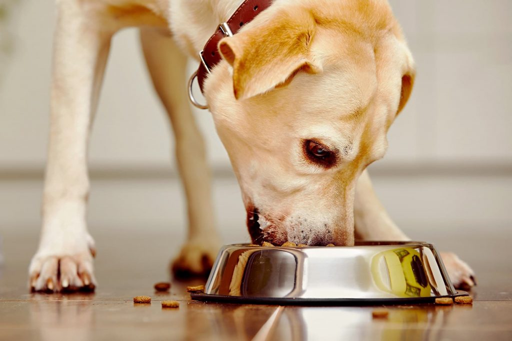 How You Handle Pet Food Could Be Making Your Dog—And You—Sick