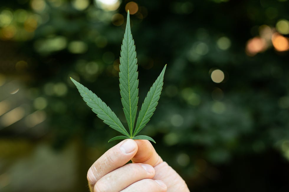 Everything You Need to Know About THCV, the So-Called ‘Diet Weed’