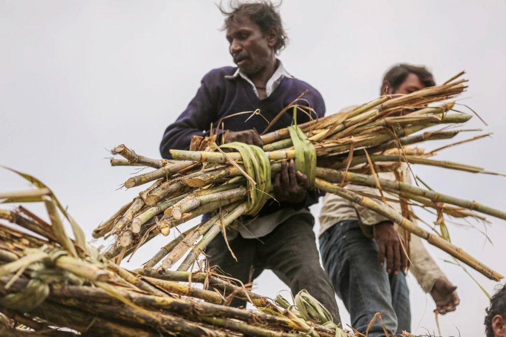 India to Limit Sugar Exports in Risk to Global Food Prices