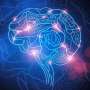 Capturing cortical connectivity close-up