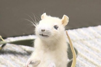 Watch: Traveler reunited with lost taxidermy rat after nearly a year