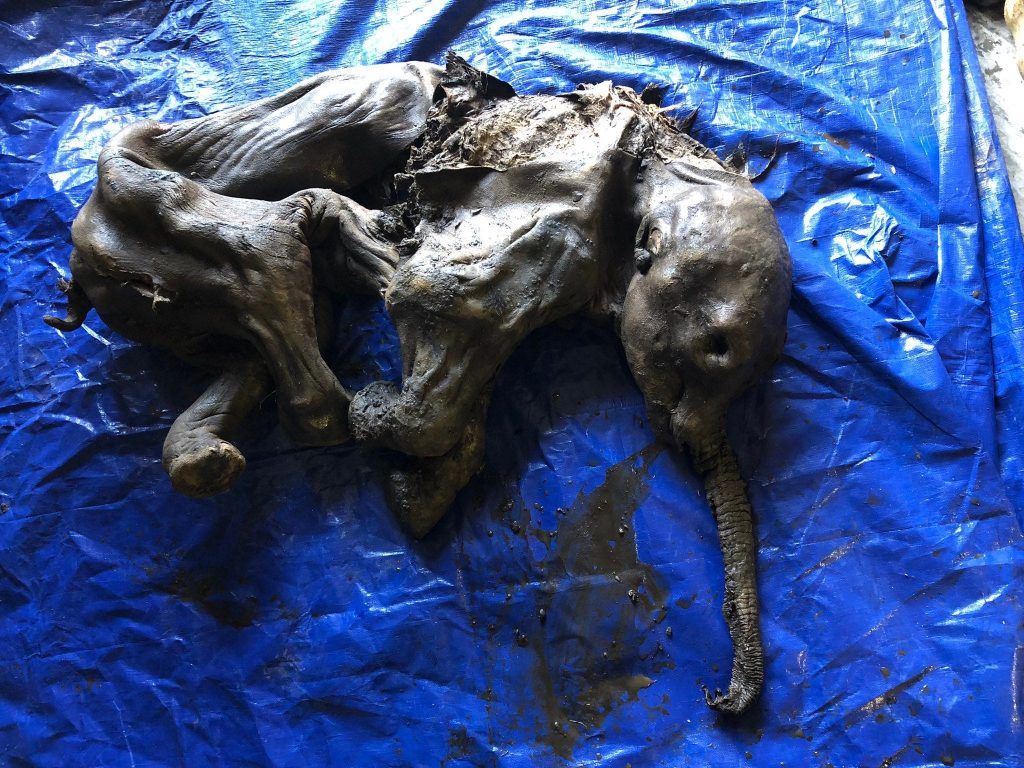 A near-perfect 30,000-year-old baby woolly mammoth discovered in Yukon’s Klondike gold fields
