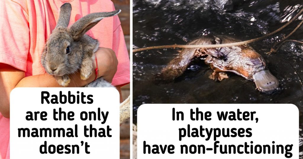 16 Facts Proving There’s Something Unearthly About Every Animal