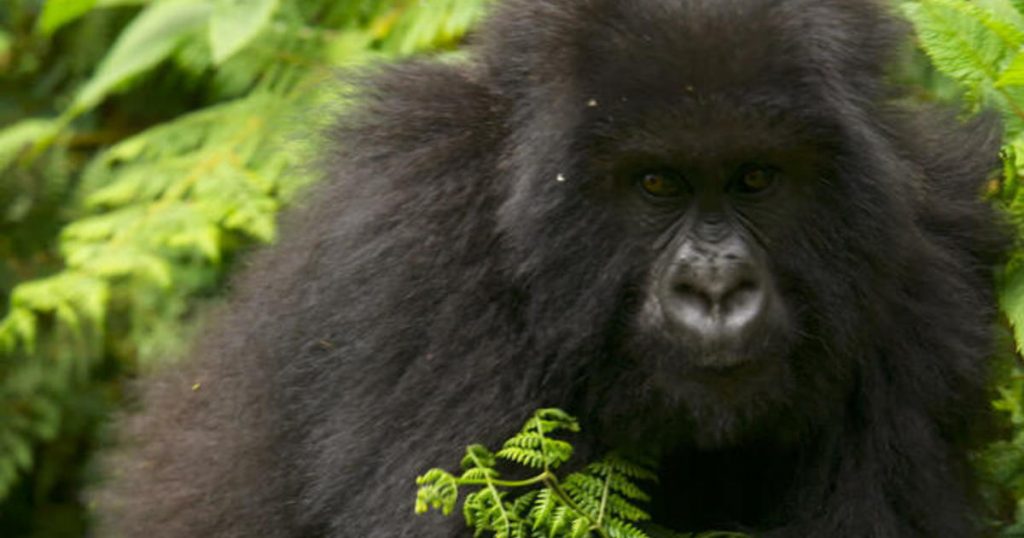 7/17/2022: Saving the Mountain Gorillas; Deep Springs, Gucci