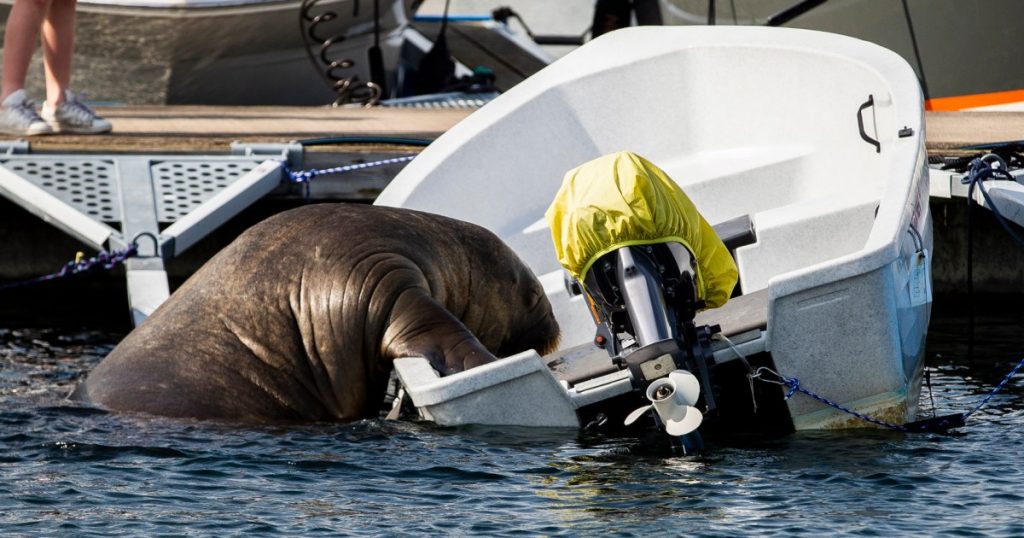Norway is obsessed with Freya, the walrus who rose to fame while sinking boats