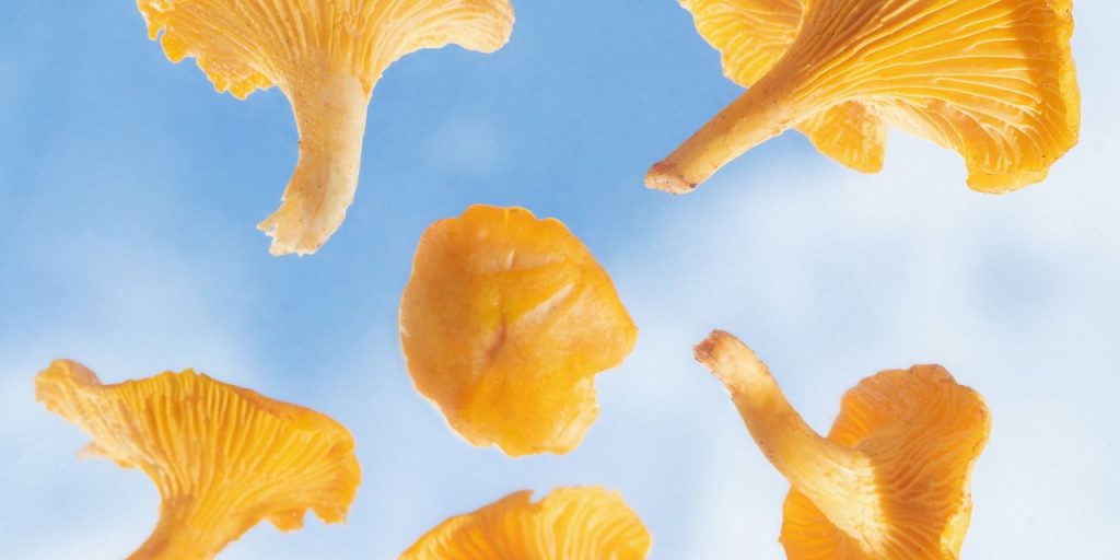 Mushrooms Growing on Publishing, Fashion, Hollywood…