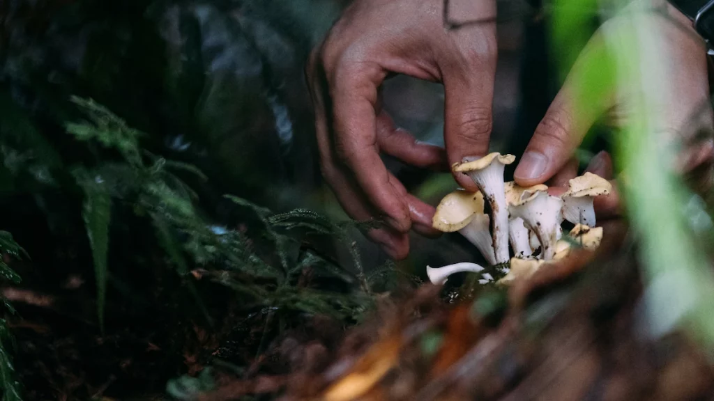 Mushrooms inspire engineers to build a better future