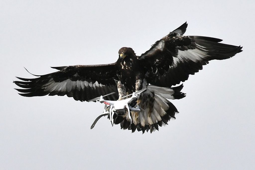 Geneva Scraps Drone-Fighting Eagle Brigade Over Safety Concerns