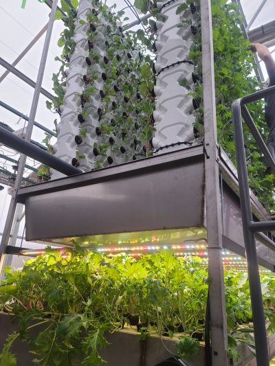 Fresh Food for All: How Dachnik Aquaponics Triple Trough is Changing the Face of Commercial Farming