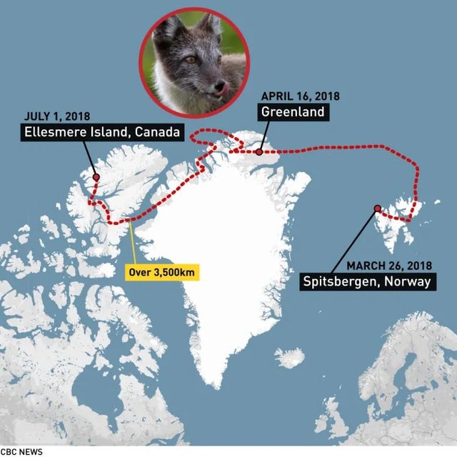 Artic Fox travels over 3500km(2717mi) Norway to Canada