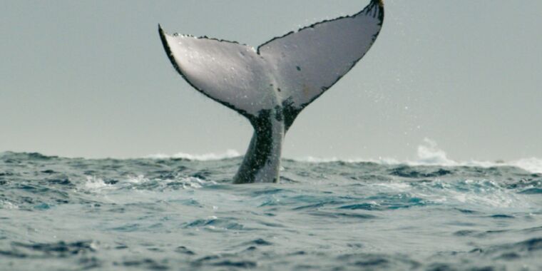 The evolution of whales from land to sea