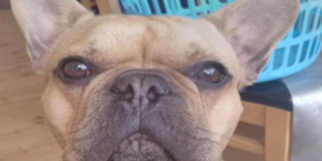 Financial Crime: Collared: how a bulldog puppy helped unravel a $54 million drug ring