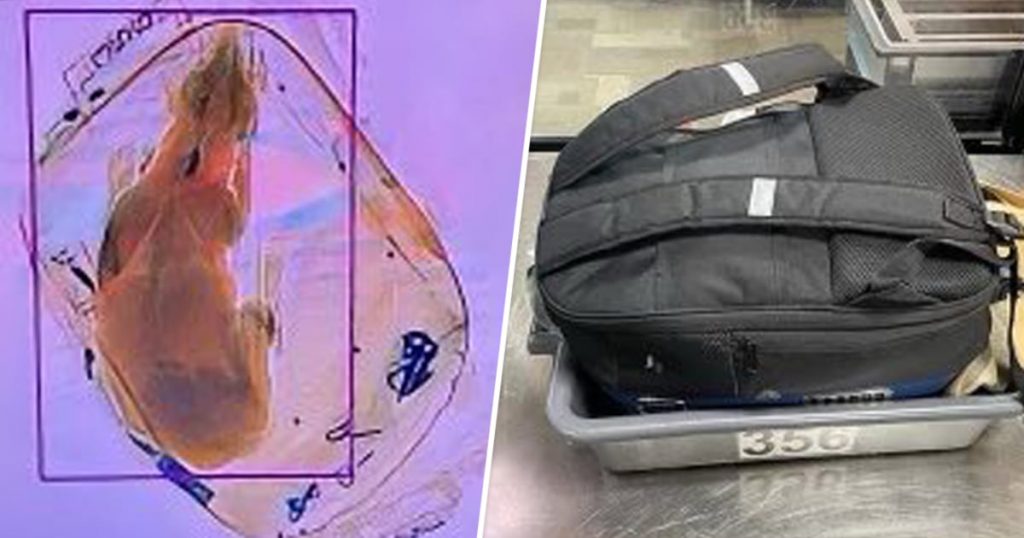 Dog accidentally sent through an X-ray machine at a Wisconsin airport, TSA says
