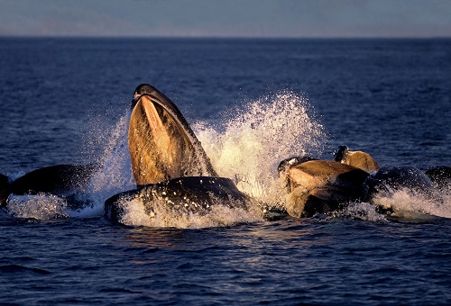 Bitcoin whales gorge on another $726 million worth of BTC
