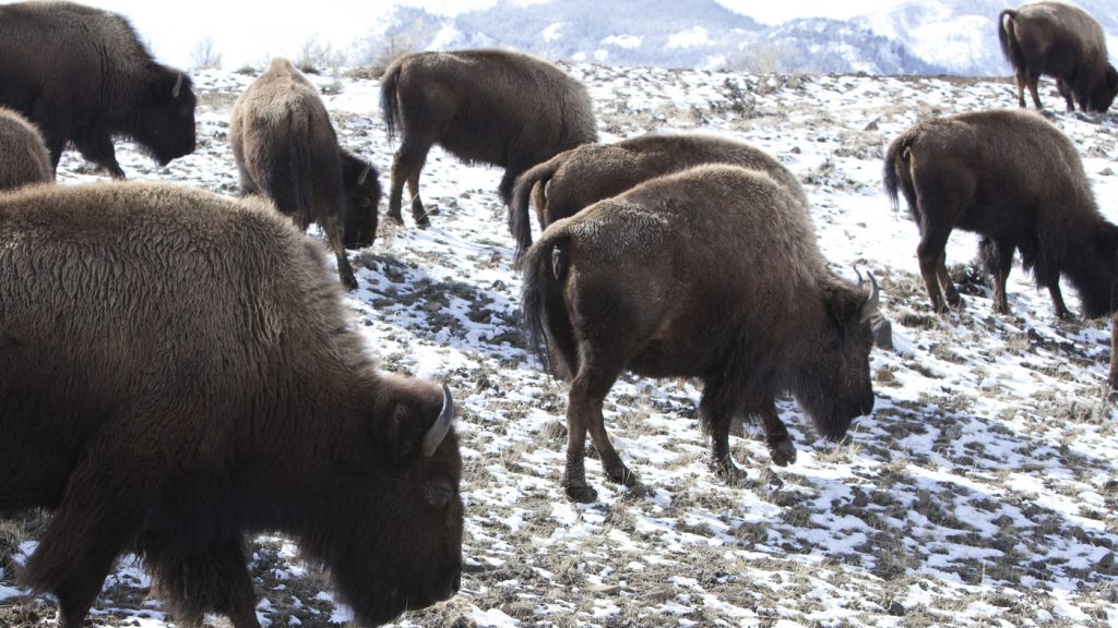 13 bison were killed in a road accident near Yellowstone National Park