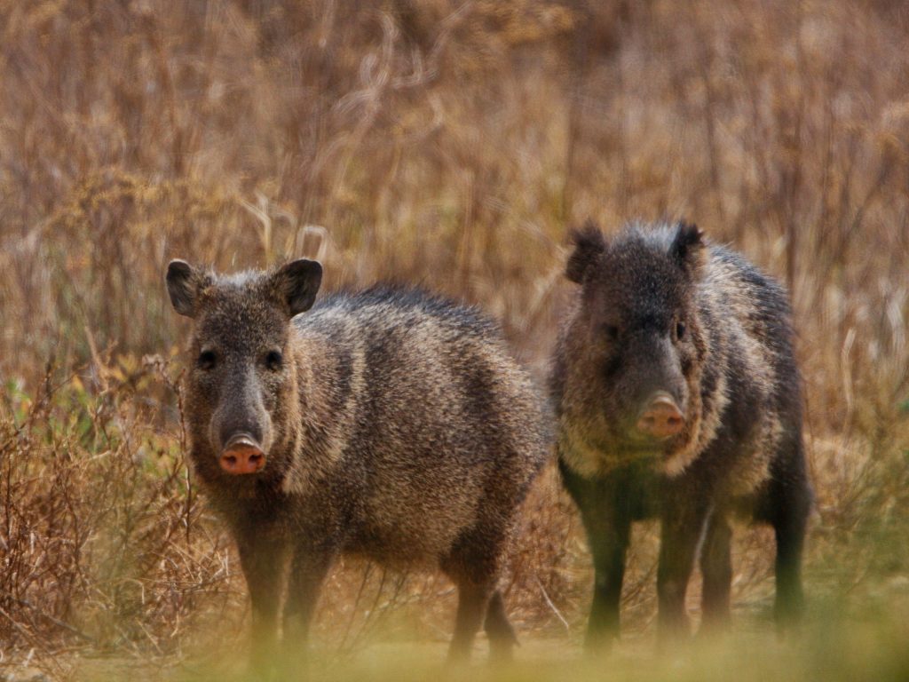 Outdoor Adventures and Flavors to Savor: Sierra Vista, Arizona