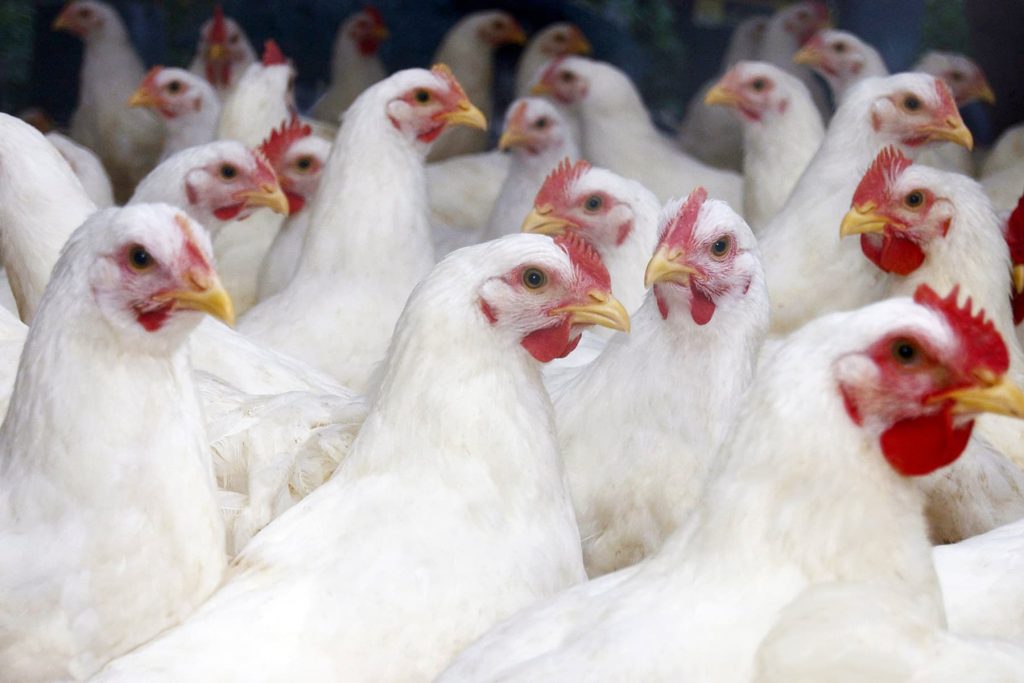 U.S. to Test Vaccine in Poultry as Bird Flu Deaths Rise