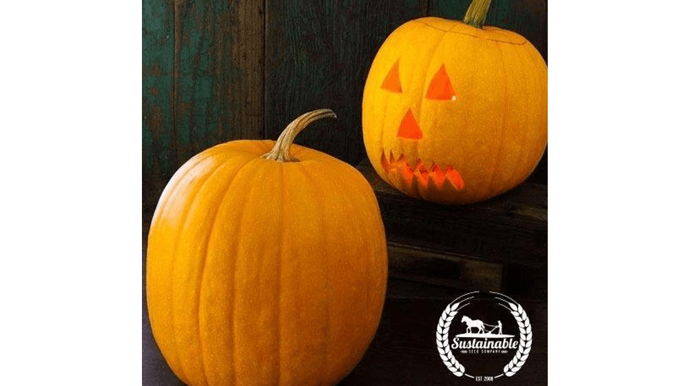 Pumpkin Seeds for Planting on Your Farm