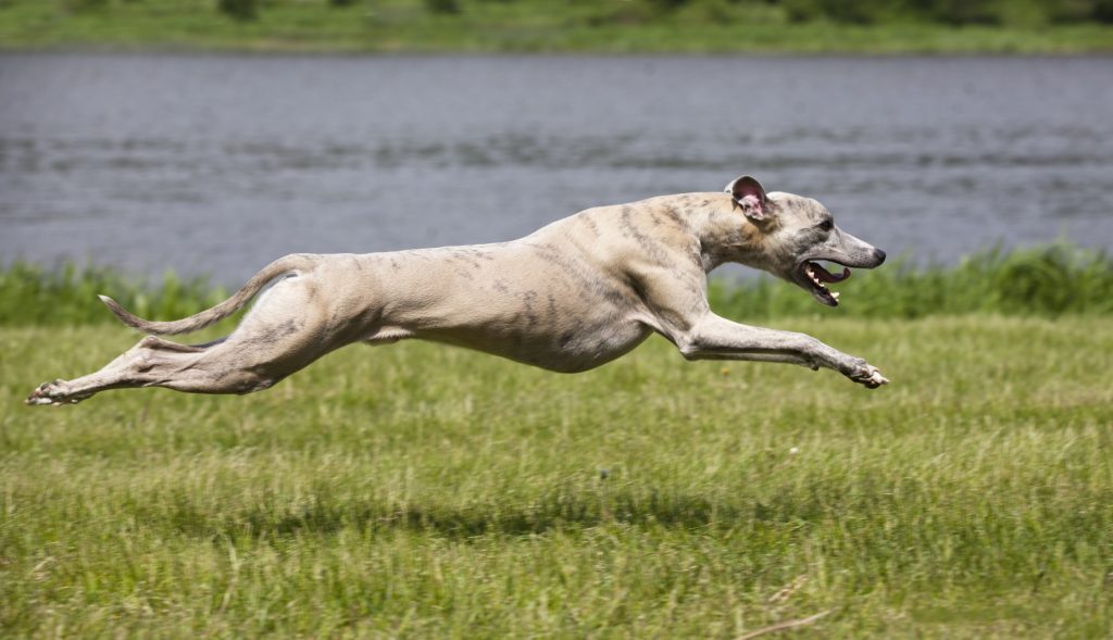Whippet ‘Always Traveling at Full Speed’ Leaves Internet in Stitches