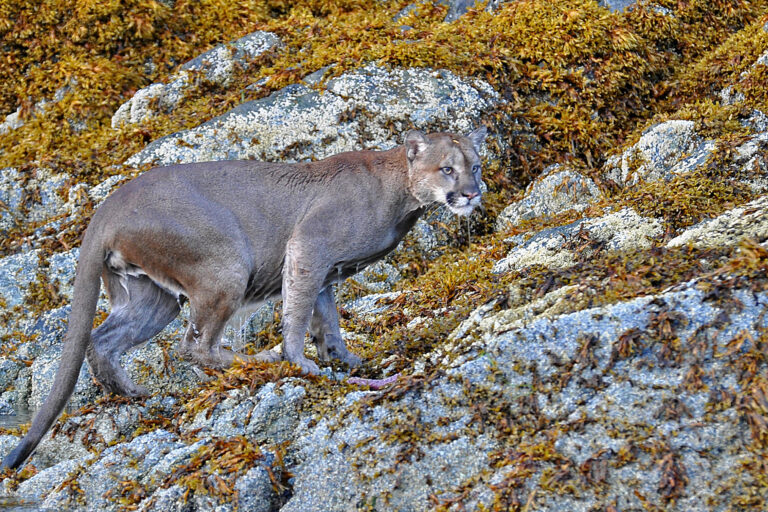 Island-hopping cougars redraw boundaries of big cats’ potential range