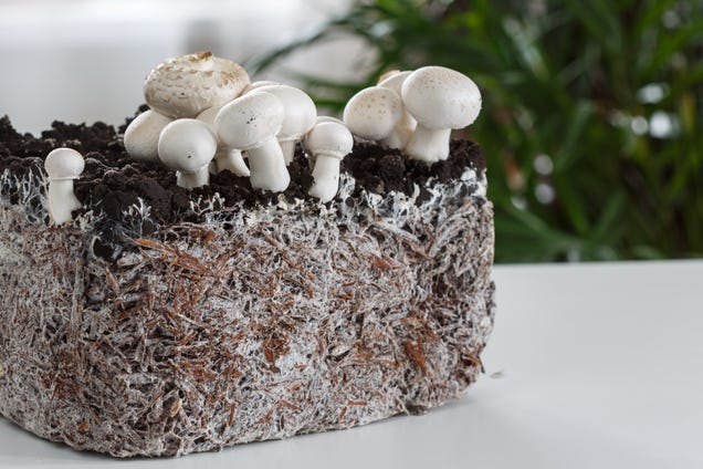 Can mushroom leather become mainstream fashion?