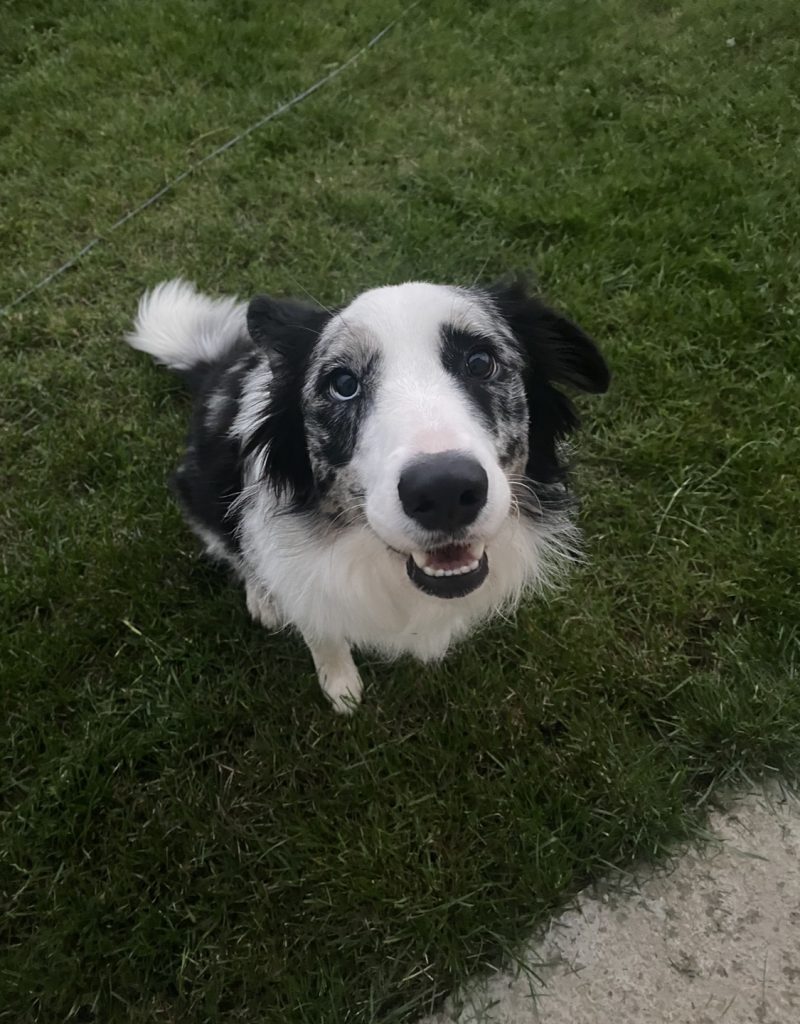 ChatGPT-4 saves dog’s life just in time after vet fails to make proper diagnosis