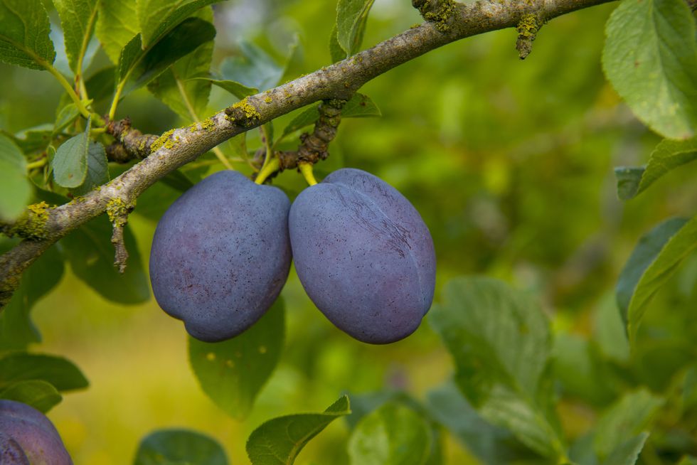 A Urologist Breaks Down the Blue Balls Phenomenon
