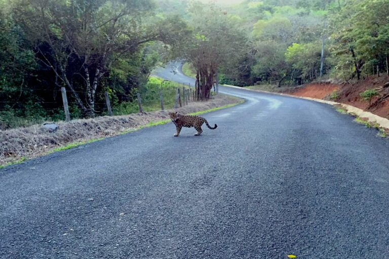 Counting dead cats on Costa Rica’s highways: Q&A with Daniela Araya Gamboa