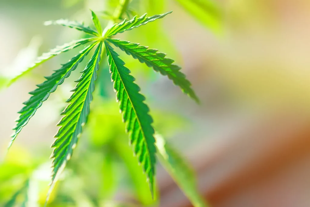 Marijuana Can Affect Fetal Development, Even If Used Early in Pregnancy