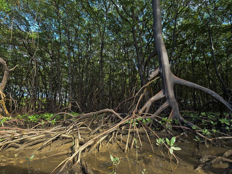 Climate Finance Firm Solid World Opens Forward Carbon Liquidity Pools With Polygon