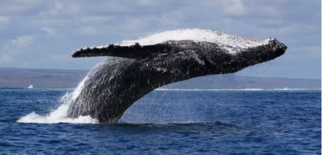Whale’s ARB Accumulation Rekindles Momentum For DeFi Token – Here’s Why