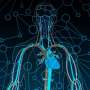 Study examines role of metabolites in abdominal aortic aneurysm treatment